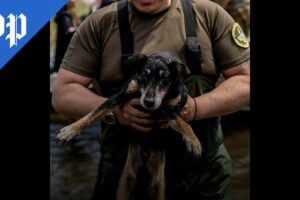 Pets and animals rescued after dam breach in Kherson