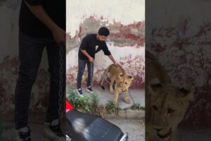 Playing with Dangerous lion | Rahib Malik | #india #tiger #lion #trending #top #animals #pets #bts