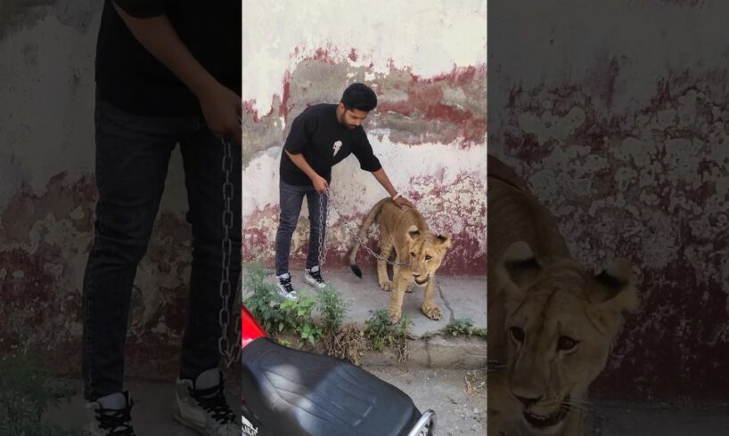 Playing with Dangerous lion | Rahib Malik | #india #tiger #lion #trending #top #animals #pets #bts