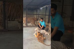 Playing with Dangerous tiger 😱 | Rahib Malik | #india #tiger #animals #zoo #top #viral #bigcatsindia