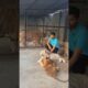 Playing with Dangerous tiger 😱 | Rahib Malik | #india #tiger #animals #zoo #top #viral #bigcatsindia