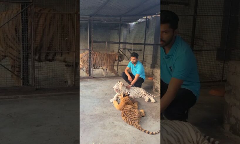 Playing with Dangerous tiger 😱 | Rahib Malik | #india #tiger #animals #zoo #top #viral #bigcatsindia