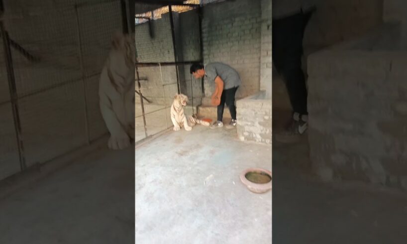 Playing with Rare White Tiger | Rahib Malik | #india #whitetiger #tiger #animals #top #lion #viral