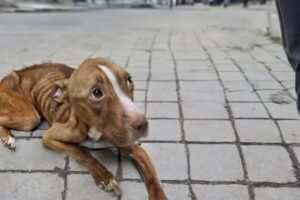 "Please", she gradually fainted after many days of begging but no one cared