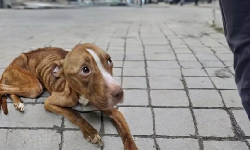 "Please", she gradually fainted after many days of begging but no one cared