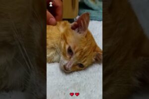 Poor mother cat | cat rescue videos | wild animals rescues #cat #animals #rescue