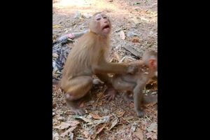 Poor small Monkey could not escape sister force catch playing #shorts #monkeyvideo #monkeys #animals