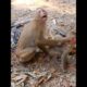 Poor small Monkey could not escape sister force catch playing #shorts #monkeyvideo #monkeys #animals