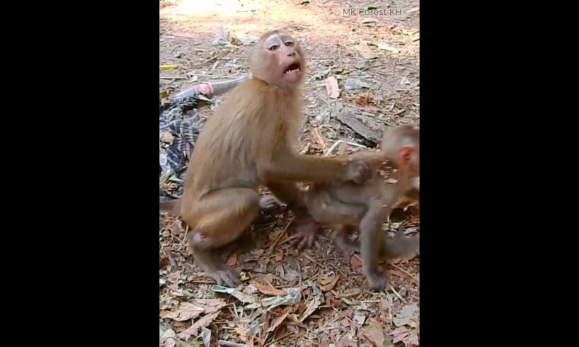 Poor small Monkey could not escape sister force catch playing #shorts #monkeyvideo #monkeys #animals