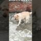 Poppsy playing with water ❤️ #summer #labrador #water #animals #love #emotional #song #music