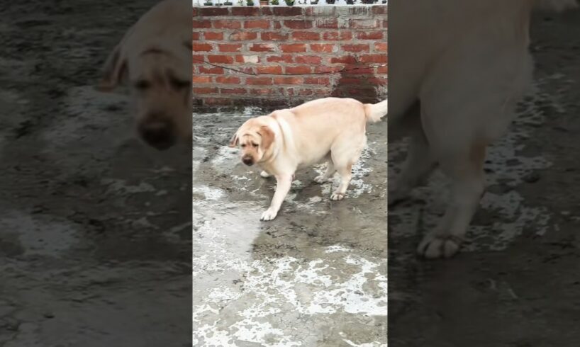 Poppsy playing with water ❤️ #summer #labrador #water #animals #love #emotional #song #music