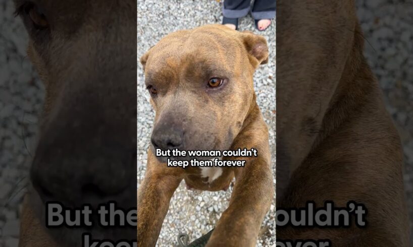 Pregnant Pittie Gets Left Behind When Her Owners Move Away | The Dodo