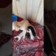 Puppies 🐶 & Dog 🐕 Rescue 😄#shorts #rescue #puppies #abandonedpuppy #saveanimals #adopt #dog #viral