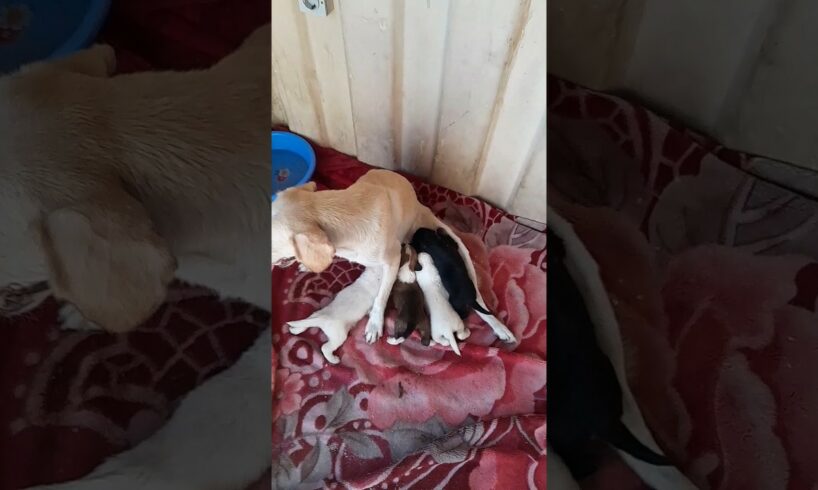 Puppies 🐶 & Dog 🐕 Rescue 😄#shorts #rescue #puppies #abandonedpuppy #saveanimals #adopt #dog #viral