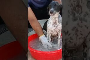 Puppy Bath🚿#shorts #bathing #dogbath #puppy #rescuepuppy #baths #cutepuppy #shelter #dog #fyp #viral