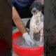 Puppy Bath🚿#shorts #bathing #dogbath #puppy #rescuepuppy #baths #cutepuppy #shelter #dog #fyp #viral