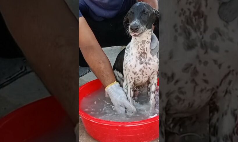 Puppy Bath🚿#shorts #bathing #dogbath #puppy #rescuepuppy #baths #cutepuppy #shelter #dog #fyp #viral