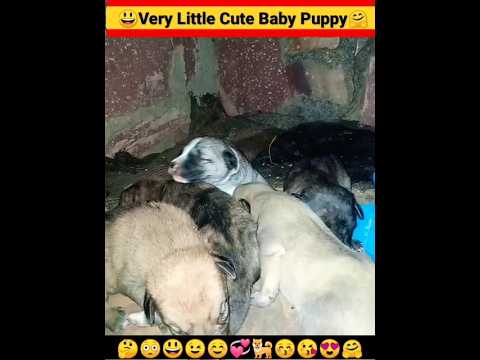 Puppy Dog |Cute Puppies| Dog Sound |Chote Pille ki Awaaz #shorts #insaniyat #dog #puppy #shortvideo