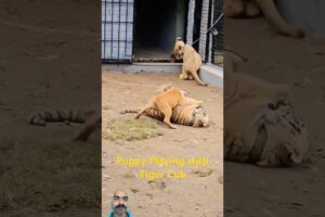 Puppy Playing with Tiger Cub! 🐅 #tiger #dog #lion #animals #cat #animal #wildlife #puppy #nature