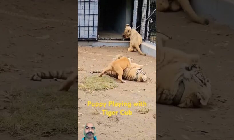 Puppy Playing with Tiger Cub! 🐅 #tiger #dog #lion #animals #cat #animal #wildlife #puppy #nature