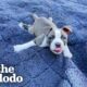 Puppy Whose Legs Splayed Out Is Determined To Learn To Run | The Dodo