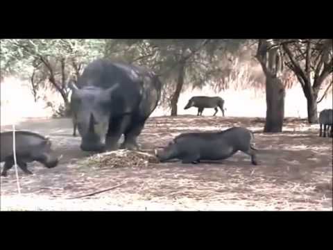 RHINO KILLS WARTHOG IN ONE SECOND!