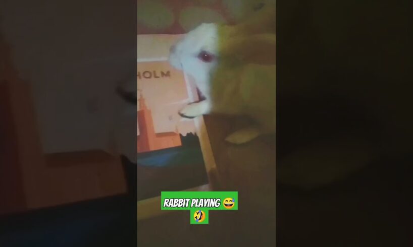 Rabbit playing 😅🤣 #rabbit #shorts #ytshorts #animals#reels#viral