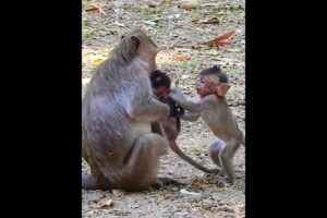 Really happy baby monkey playing with sibling #shorts #monkeyvideo #monkeys #monkeylove #animals