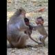 Really happy baby monkey playing with sibling #shorts #monkeyvideo #monkeys #monkeylove #animals