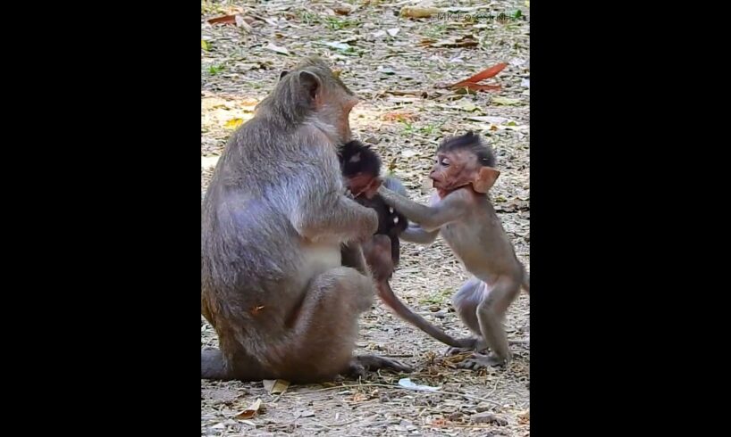 Really happy baby monkey playing with sibling #shorts #monkeyvideo #monkeys #monkeylove #animals