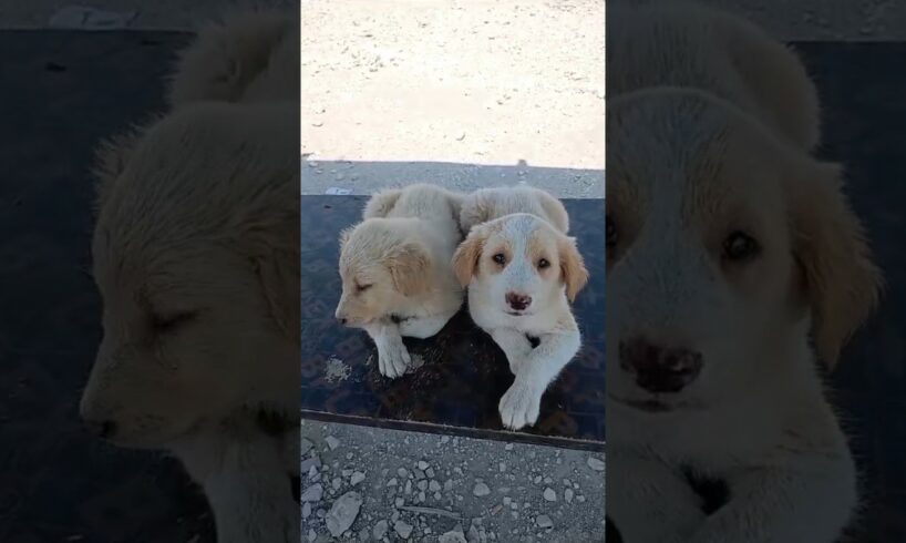 Rescue Abandoned Puppies 😭#shorts #abandonedpuppy #rescue #babypuppy #puppyrescue #dog #fyp #viral