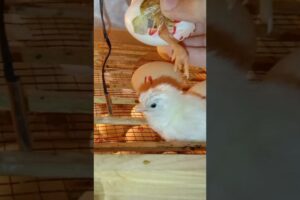 Rescue Cute Baby Chick 🐣🤯 | Anday ka operation kar diya