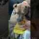 Rescue Dog Learns That Car Rides Mean A McDonald's Cheeseburger | The Dodo