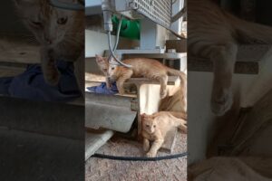 Rescue Kittens Amazing Transformation #shorts #kitten #rescuekittens #rescue #kittenrescue #viral