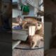 Rescue Kittens Amazing Transformation #shorts #kitten #rescuekittens #rescue #kittenrescue #viral