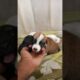 Rescue Newborn Puppies 😁#shorts #rescue #newbornpuppy #shelter #saveanimals #adopt #puppies #viral