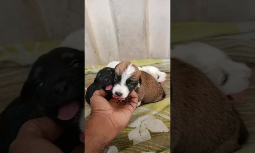 Rescue Newborn Puppies 😁#shorts #rescue #newbornpuppy #shelter #saveanimals #adopt #puppies #viral