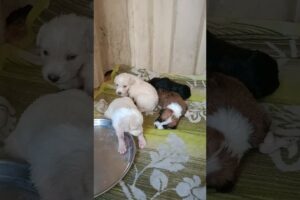 Rescue Puppies#shorts #abandoned #rescue #abandonedpuppy #newbornpuppy #saveanimals #puppy #viral