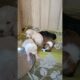 Rescue Puppies#shorts #abandoned #rescue #abandonedpuppy #newbornpuppy #saveanimals #puppy #viral