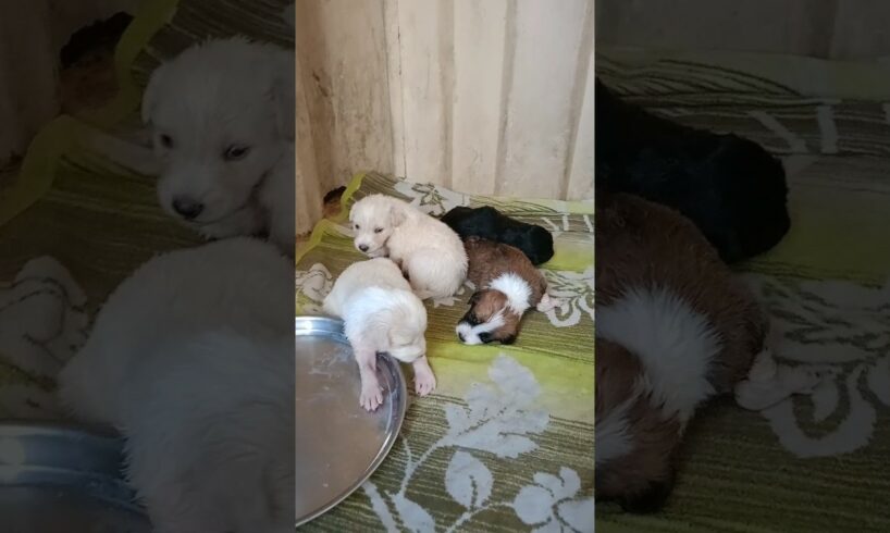 Rescue Puppies#shorts #abandoned #rescue #abandonedpuppy #newbornpuppy #saveanimals #puppy #viral