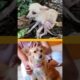 Rescue Transformations That Will Blow Your Mind | The Dodo