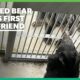 Rescued Bear Makes First Ever Friend! 😍