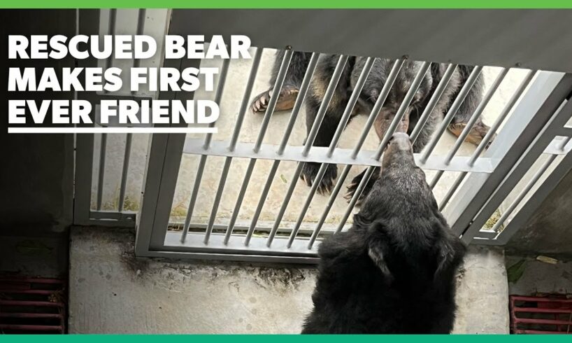 Rescued Bear Makes First Ever Friend! 😍