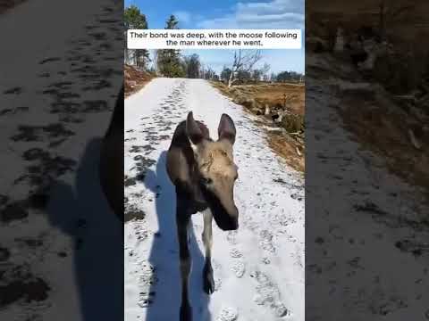 Rescued Deer 🦌 ♥️ Save Animals #animals #protectstraydogs #helpstraydogs #dogsyourfriendsforever 🐶❤️