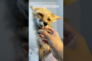 Rescued a fox and care for it, eventually releasing it back into the wild #animals #shortvideo