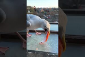 Rescued and cared for a seagull...  #animals #animalshorts #shortvideo #rescued