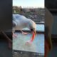 Rescued and cared for a seagull...  #animals #animalshorts #shortvideo #rescued