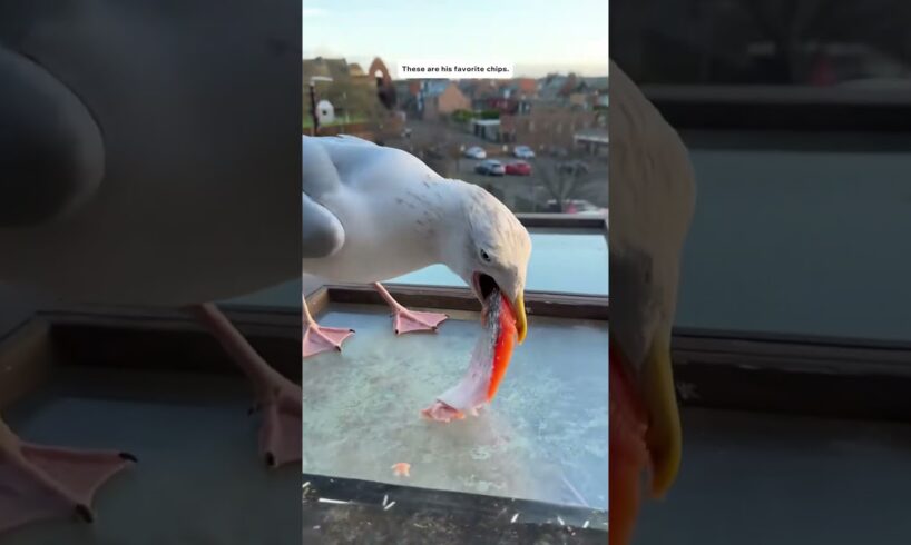 Rescued and cared for a seagull...  #animals #animalshorts #shortvideo #rescued