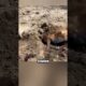 Rescuing a fox stuck in dirt 🦊 #viral