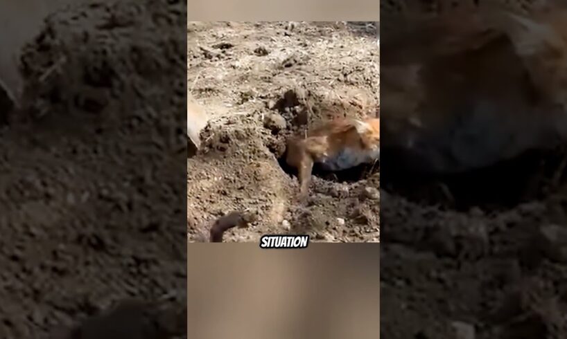 Rescuing a fox stuck in dirt 🦊 #viral